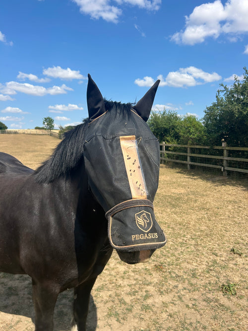 Pegasus Fly Mask Starter Pack